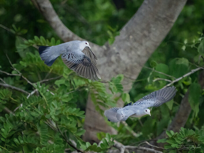 A pair of Blauwe Grondduiven - Blue Ground Dove's - Claravis pretiosa