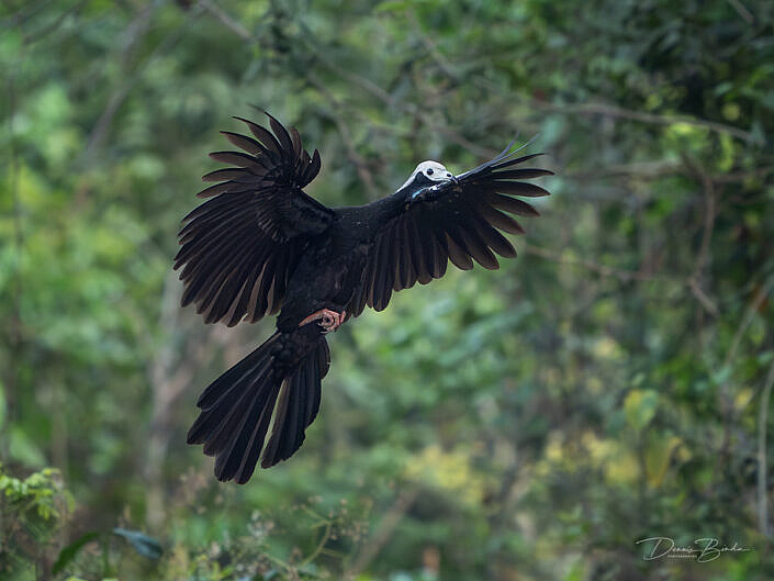 Blauwkeelgoean - Blue-throated piping guan landing pose