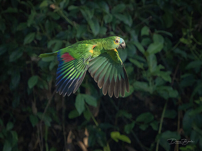 Blauwvoorhoofdamazone - Blue-fronted amazon in flight