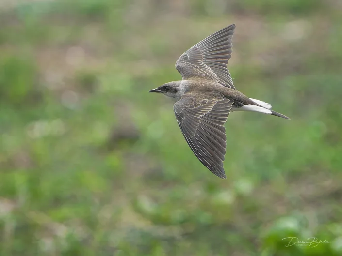 Bruinborstzwaluw - Brown-chested martin - Progne tapera