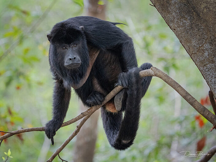 Brulaap - Howler monkey on a branch