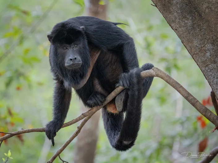 Brulaap - Howler monkey on a branch