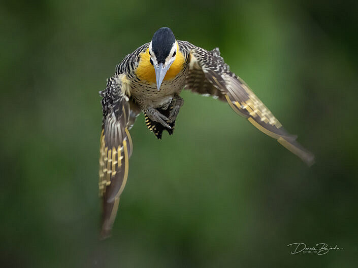 Flight shot of a Campogrondspecht - Campo flicker - Colaptes campestris