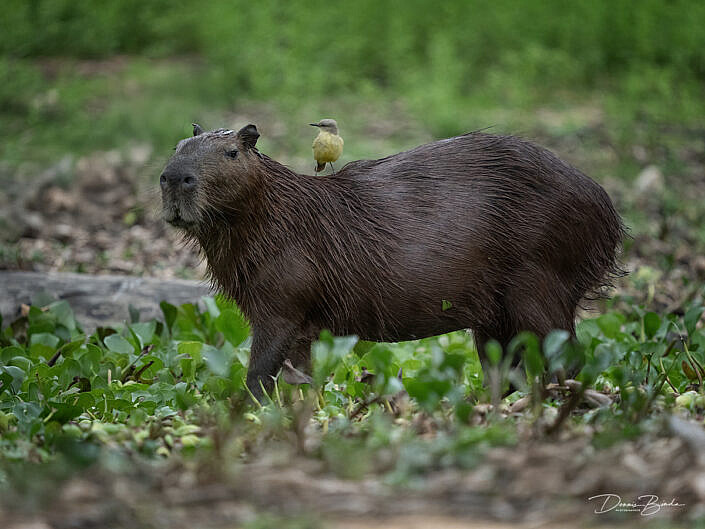 Capibara - Capybara with bird on it's back