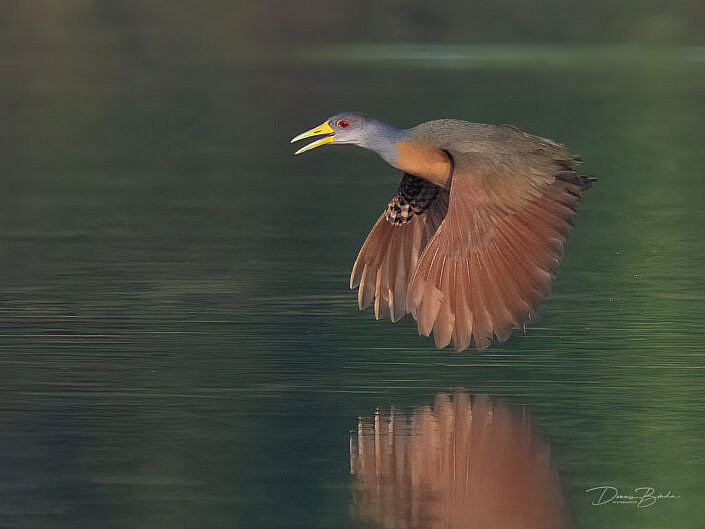 Cayennebosral - Gray-cowled Wood-Rail flying over water