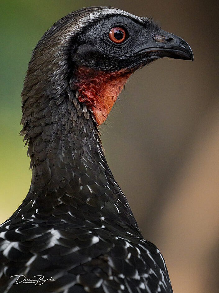 Portrait of a Chacochachalaca - Chaco Chachalaca - Ortalis canicollis