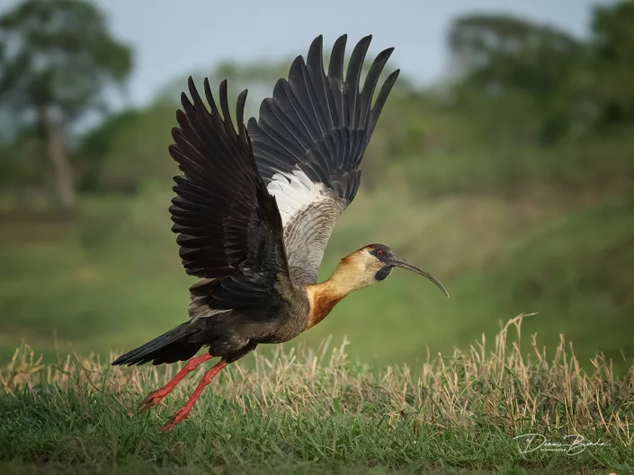 Geelhalsibis - Buff-necked ibis -Theristicus caudatus