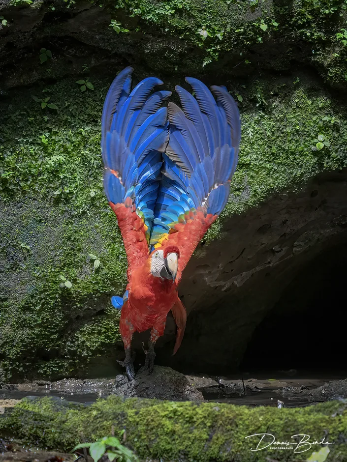 Geelvleugelara - Scarlet macau taking off