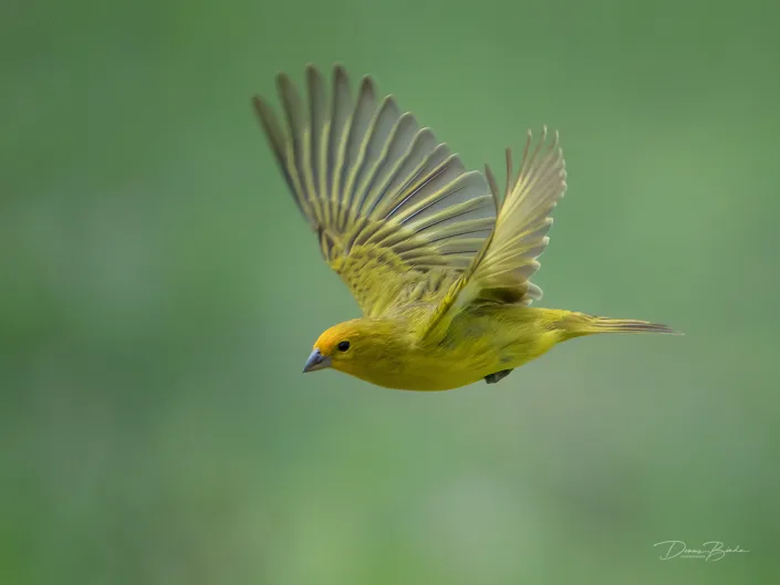 Gewone saffraangors - Saffron finch - Sicalis flaveola with wings up