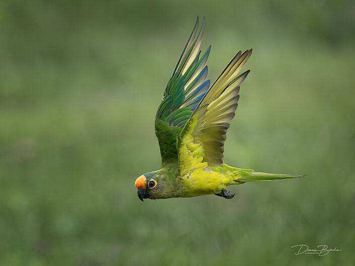 Goudvoorhoofdparkiet - Peach-fronted parakeet with wings up