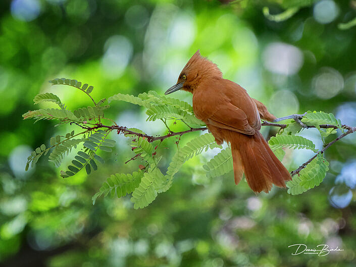 Grijskuifcachalote - Rufous Cacholote looking fot food