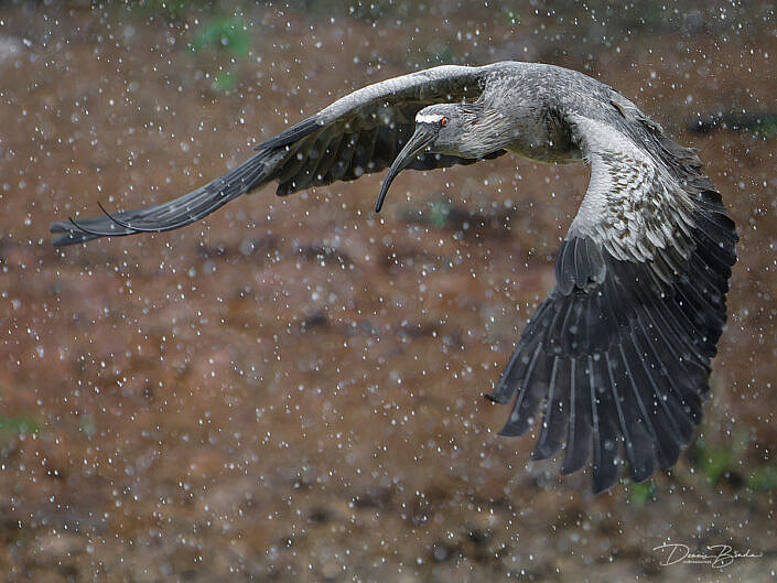 Grijze ibis - Plumbeous Ibis flying in the rain