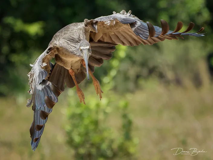 Grijze ibis - Plumbeous Ibis - Theristicus caerulescens