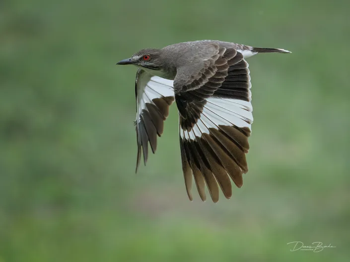 Grijze monjita - Gray Monjita - Nengetus cinereus