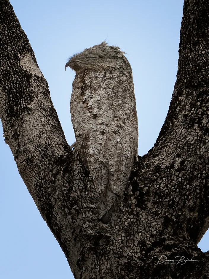 Grijze reuzennachtzwaluw - Common Potoo - Nyctibius griseus