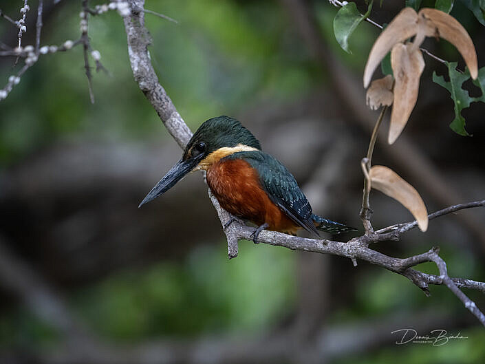 Groen-bruine ijsvogel - Green-and-rufous kingfisher sitting on a branch