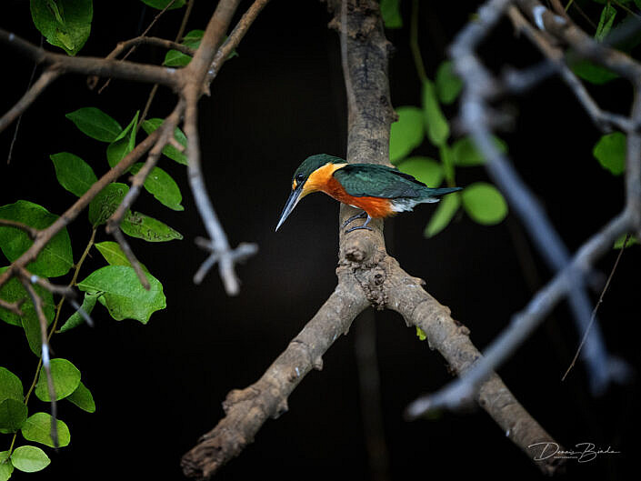 Groene dwergijsvogel - American Pygmy Kingfisher looking down from branch