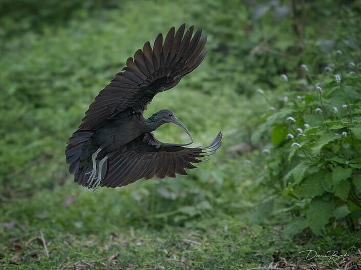 A landing Groene ibis - Green Ibis