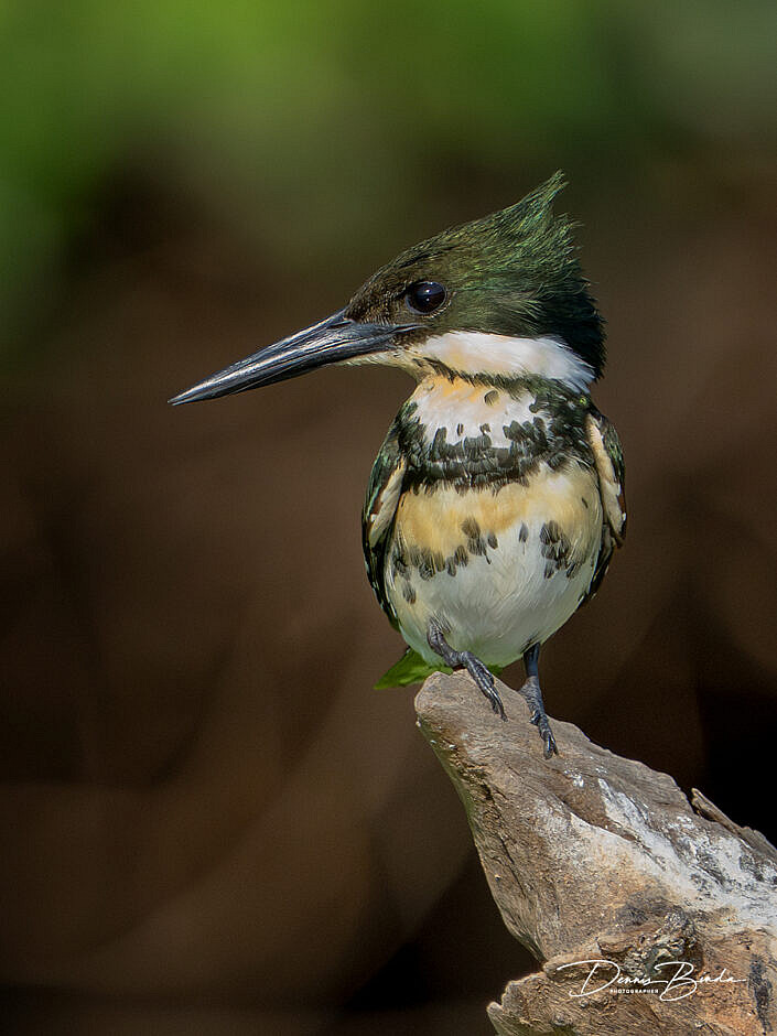 Groene ijsvogel - Green kingfisher looking left