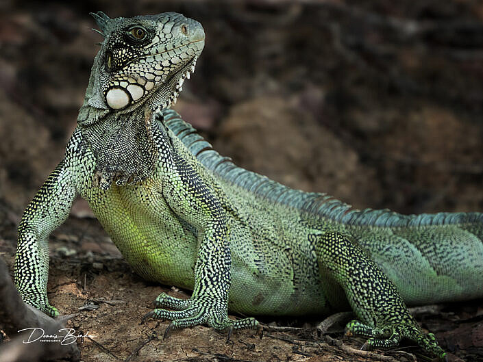 Groene leguaan - Green iguana looking up