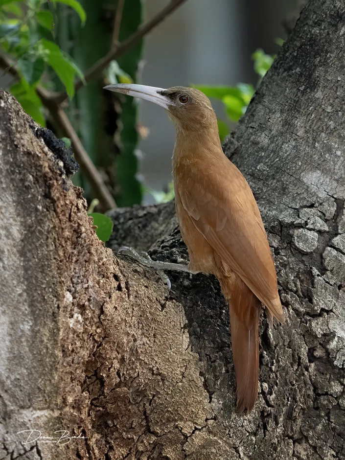 Grote muisspecht - Great rufous woodcreeper - Xiphocolaptes major