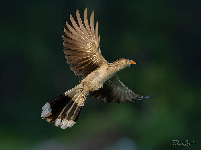 Guirakoekoek - Guira cuckoo with wings open