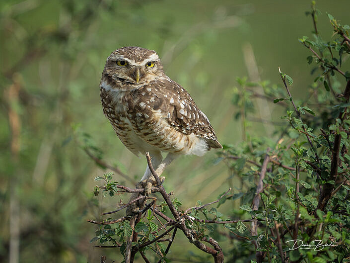 Holenuil - Burrowing owl sitting on a branch