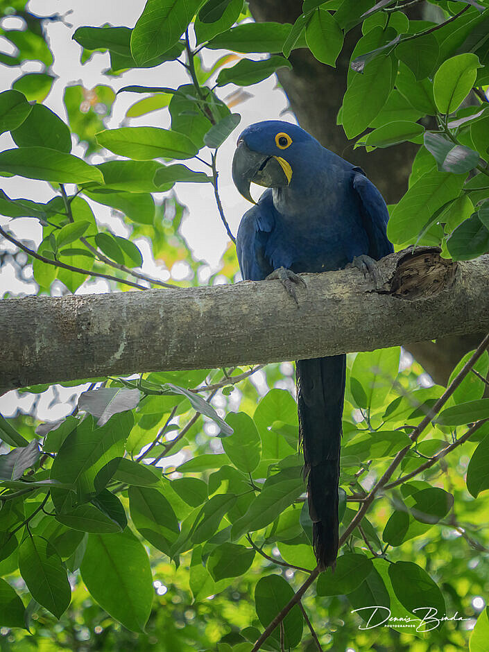 Hyacintara - Hyacinth macaw resting on a branch