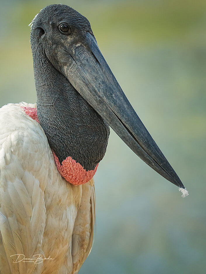 Jabiroe - Jabiru portrait