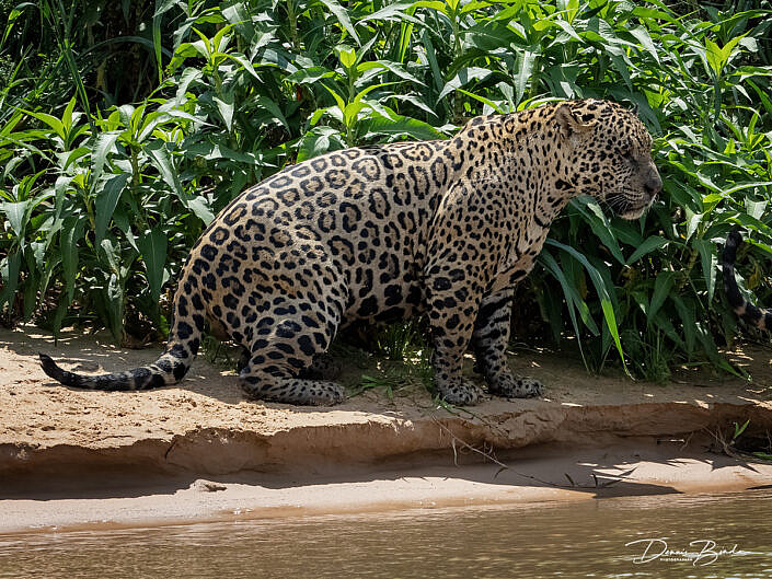 Jaguar - Panthera onca along the riverbank