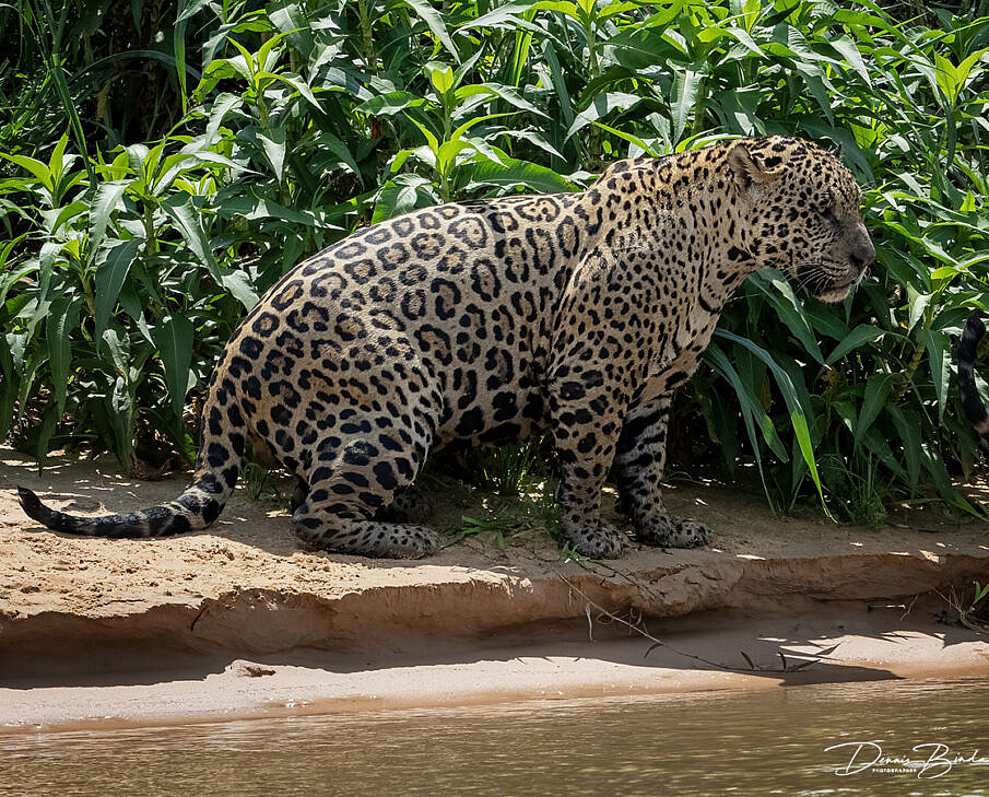 Pantanal North