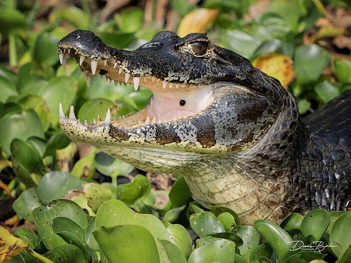 Kaaiman - Caiman with open beak