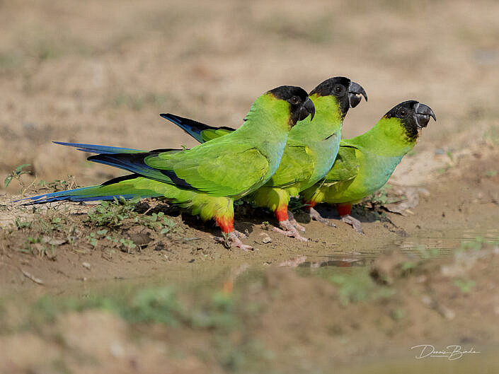 Kapparkiet - Black-Hooded Parakeet drinking water from a puddle