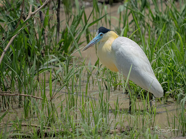 Kapreiger - Capped Heron standing in water