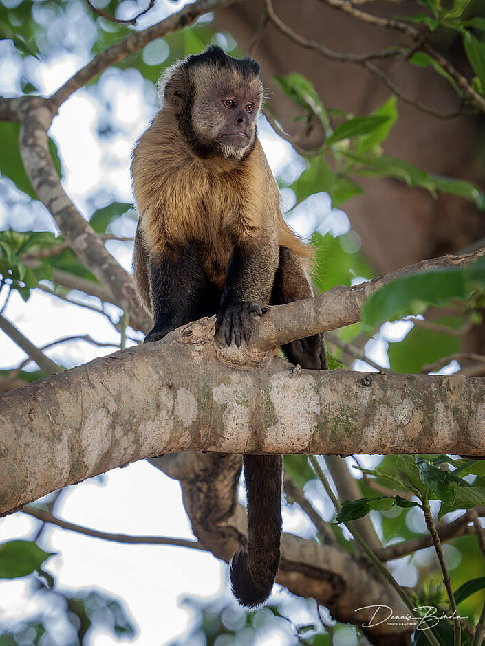 Kapucijnaap - Capuchin monkey sitting on a thick branch