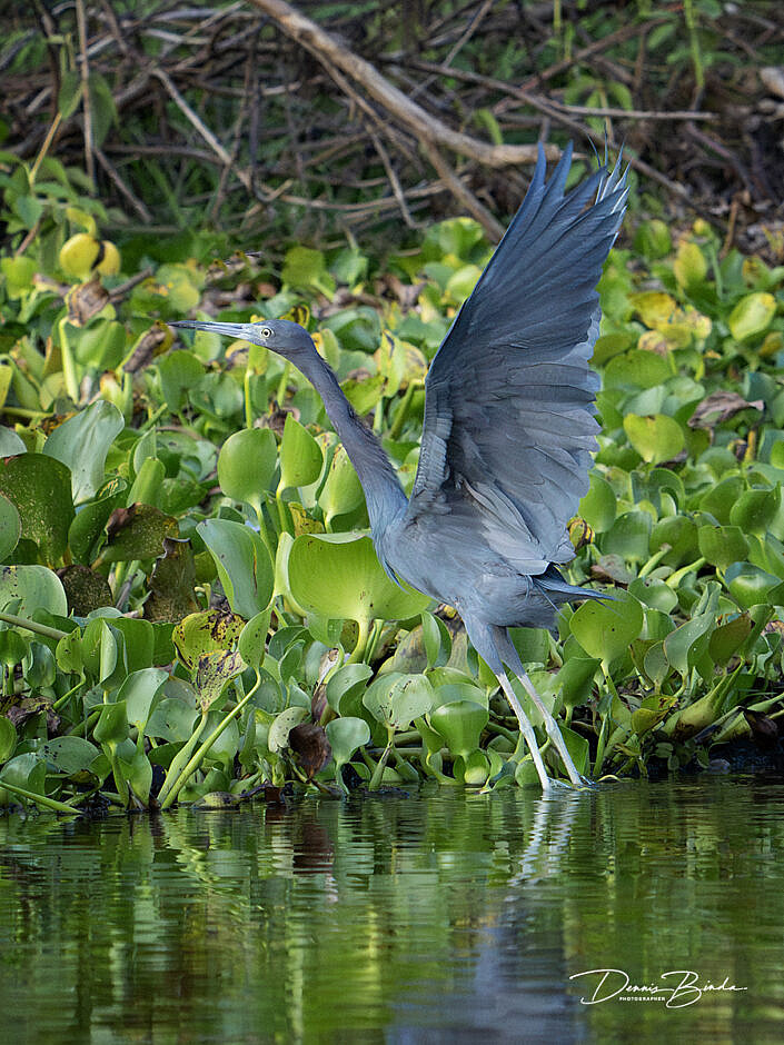 Kleine blauwe reiger - Little Blue Heron ascending from the water