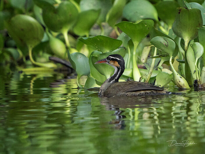 A Kleine fuutkoet - Sungrebe in the water