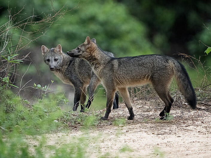 A pair of Krabbenetende vos - Crab-eating fox