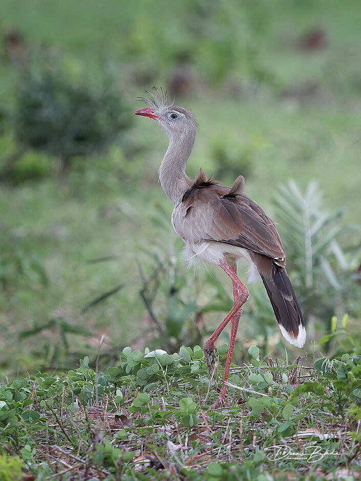 Kuifseriema - Red-legged seriema one leg raised