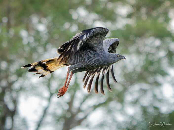 Langpootkiekendief - Crane hawk flying by