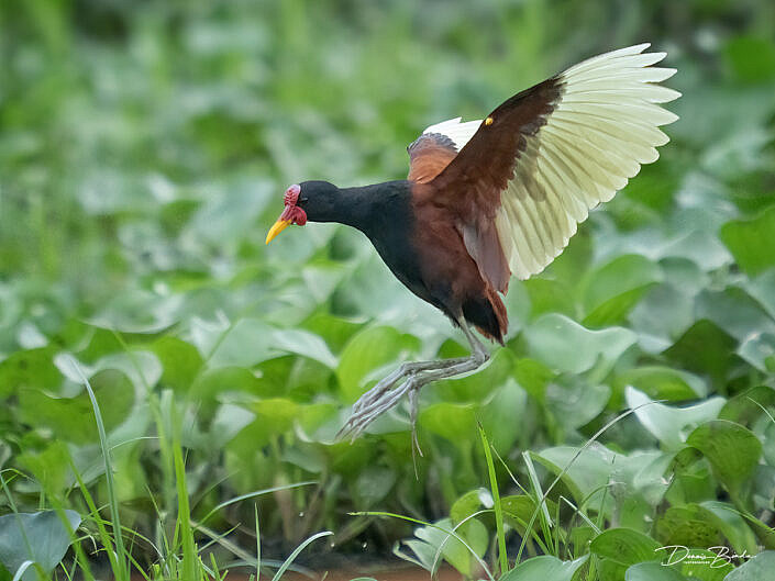 Leljacana - Wattled jacana landing pose