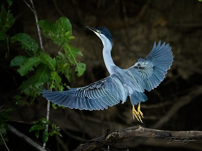 Striated heron - Butorides striata flying upwards