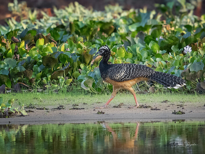 Female Maskerhokko - Bare-faced curassow walking along the waterline