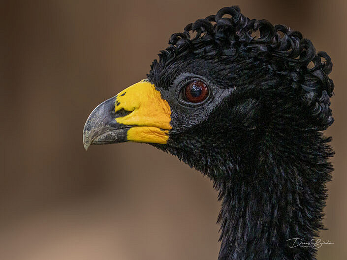 Portrait of a male Maskerhokko - Bare-faced curassow