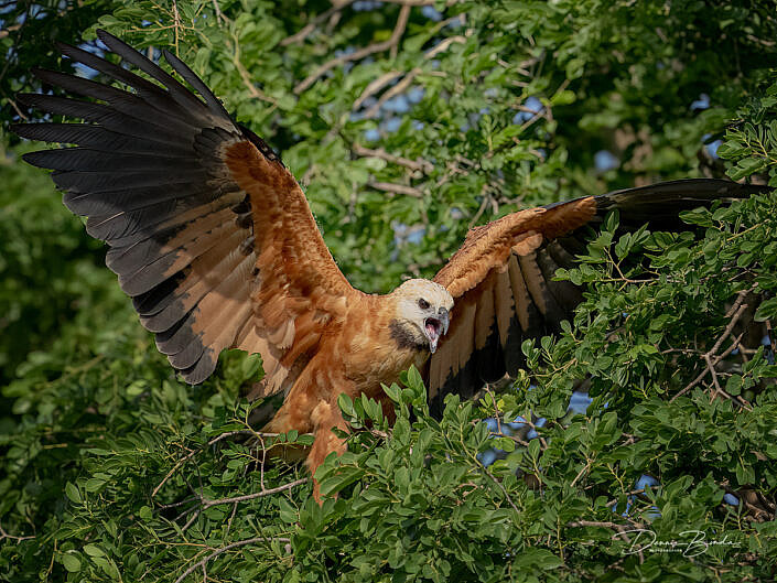 Moerasbuizerd - Black-collared Hawk landing in a tree