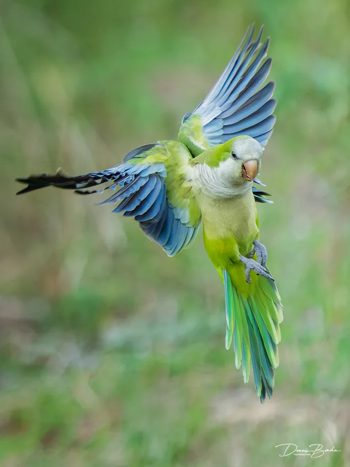 Monniksparkiet - Monk parakeet landing pose