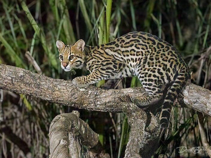 Ocelot - Leopardus pardalis on a branch