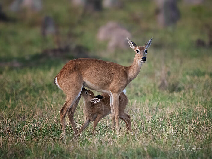 Mother and faun Pampahert - Pampas deer - Ozotoceros bezoarticus