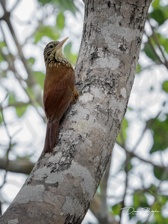 Priemsnavelmuisspecht - Straight-billed woodcreeper - Dendroplex picus