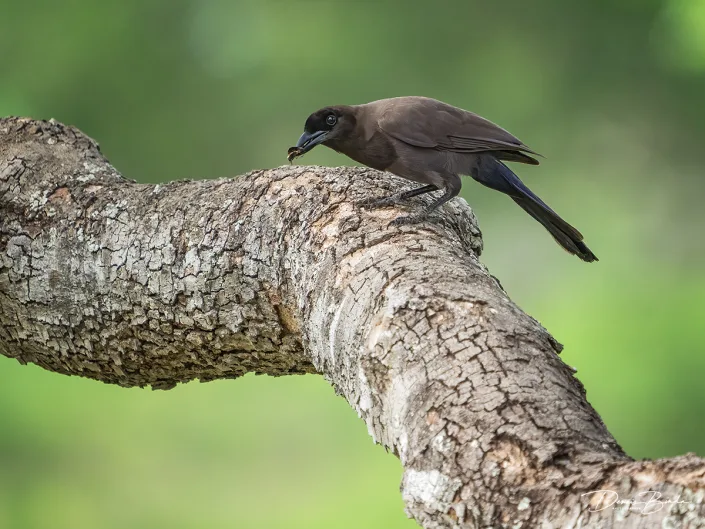 Purpergaai - Purplish Jay - Cyanocorax cyanomelas with a snack